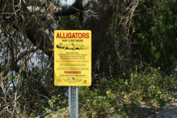 We see alligators every time we go.