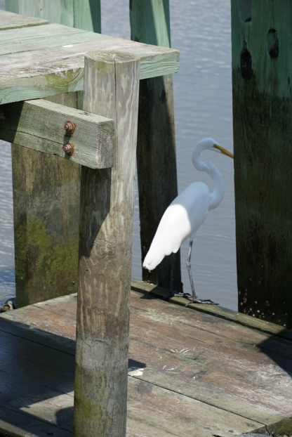 My favorite picture - a white bird hanging out on a walkway.